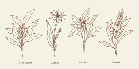 Hand drawn litsea cubeba, arnica, amyris, niaouli