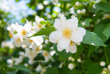 Philadelphus  (mock-orange) in summer day