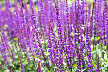 Violet Salvia flowers in summer sunny day