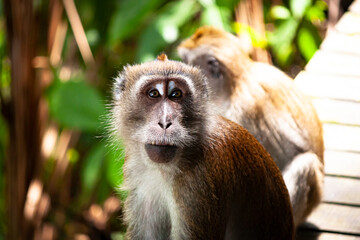 Close up of a wild Macaque monkey sitting on the boardwalk and looking at the camera at McRitchie Reservoir