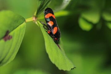 cercopis vulnerata insect macro photo