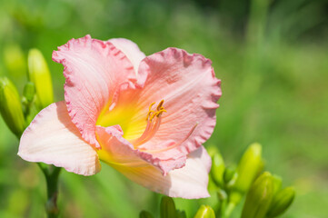 Obraz na płótnie Canvas Pink Hemerocallis Flower