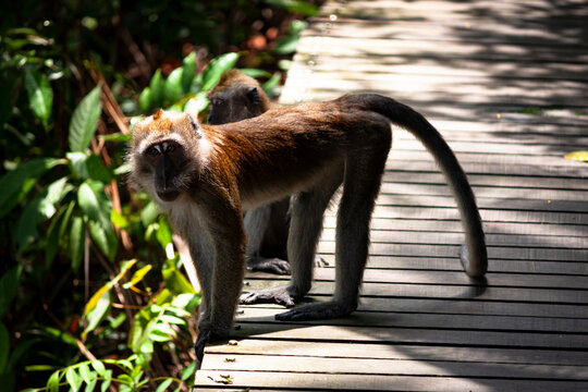 Wild Macaque monkey on all fours on the boardwalk and looking at the camera at McRitchie Reservoir