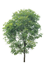 Obraz premium A single alive tree on the white background cutout, plant and nature concept for design