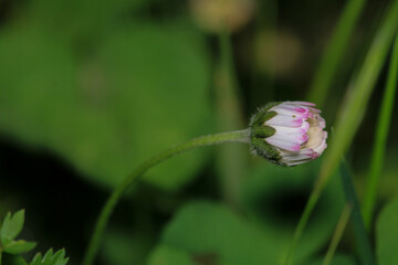 Natural Bellis Perennis Macro Photo