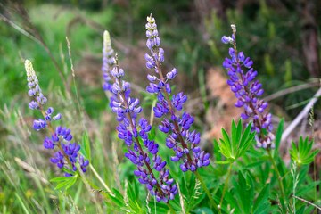blue lupine on a background of green leaves