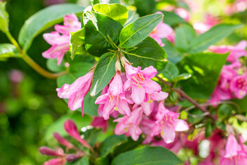 Obraz na płótnie Canvas Bright pink Weigela hybrida Hort flowers with green leaves in the garden in spring.