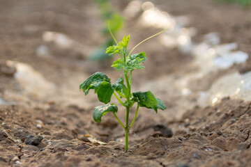 young plant growing in soil。 、