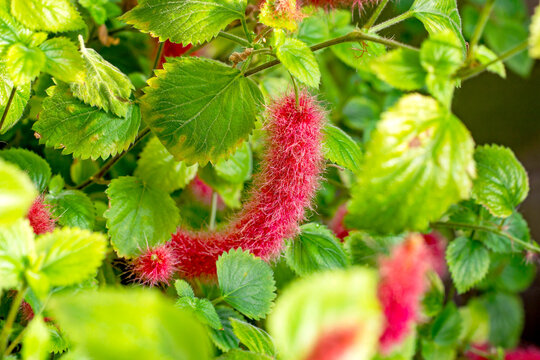 Bright red Fox Tail plant (Acalypha Pendula) fluffy flowers with green leaves in the garden in spring.