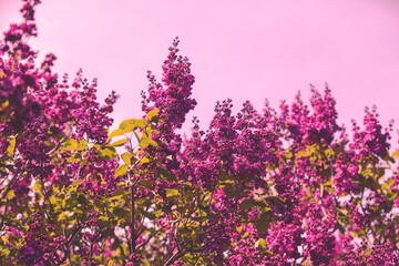 Obraz na płótnie Canvas Purple lilac bush (Syringa) against pink sky. Spring floral background