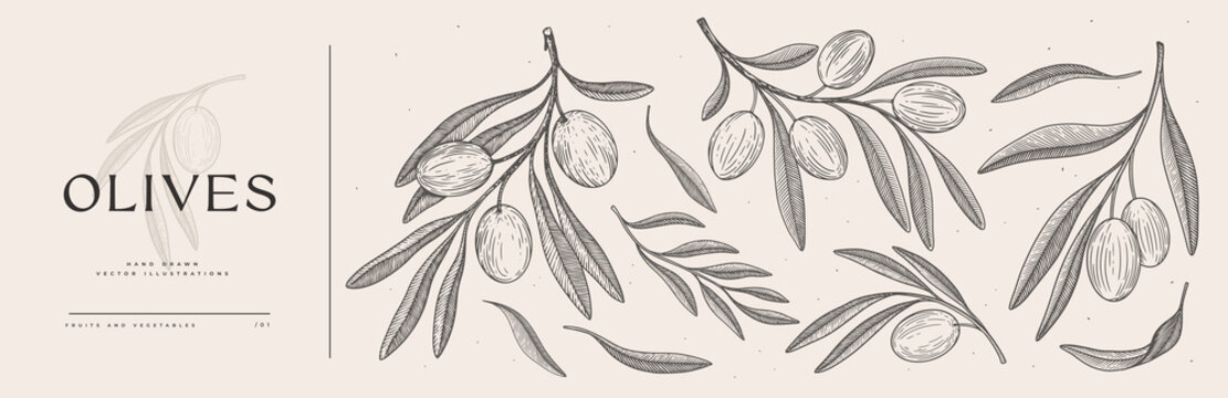 Set of hand-drawn olive branches with fruits and leaves in engraving style. The concept of organic products. Can be used for cosmetics, menu and packaging design. Vintage botanical illustration.