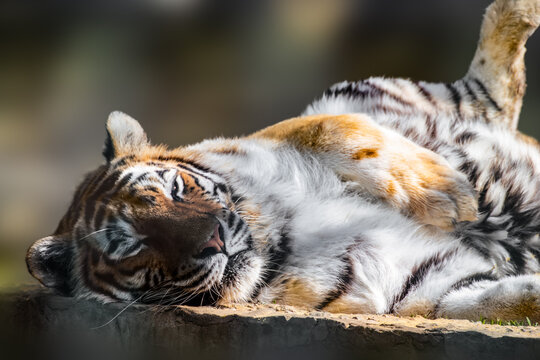 Tiger (Panthera tigris) with stripes on orange fur with a white underside peacefully laying on stone. Close view with blurred background. Wild animal, largest living cat species