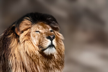 Lion powerful portrait, looking right isolated close-up with blurred background. Wild animals, big carnivore cat