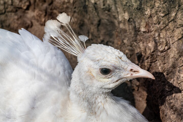 White Peafowl, Indian Blue Peafowl (Pavo cristatus) female peahen head close-up. Bird with leucism, white feathers on tree bark pattern background