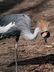 Grey crowned crane (balearica regulorum) standing on one leg on sandy brown background close-up. Bird also known as African crowned crane, golden crested crane. Vertical © Kathrine Andi