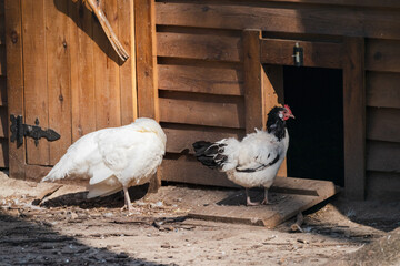 White and black chicken (Gallus domesticus), a domesticated junglefowl species, walking in entrance of wooden coop on ranch close-up. Henhouse on farm