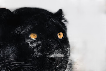 Black panther with nice shiny fur and orange eyes portrait close-up on light background. Wild cat head with melanistic color variant of leopard (Panthera pardus) posing