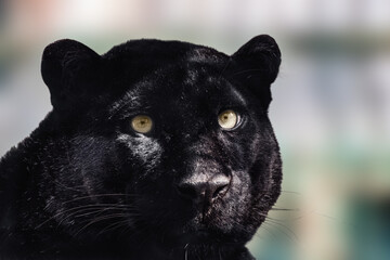 Naklejka na ściany i meble Black panther with nice shiny fur and yellow eyes portrait close-up on light blurred background. Wild cat head with melanistic color variant of leopard (Panthera pardus) posing