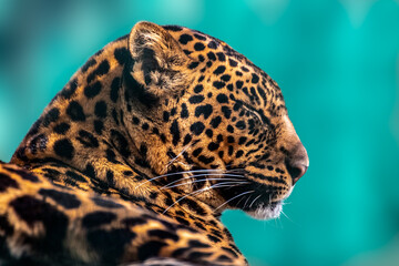 Fototapeta na wymiar Leopard with nice fur peaceful portrait close-up view. Extant species in the genus Panthera. Wild cat head with dotted fur posing. Blurred green background