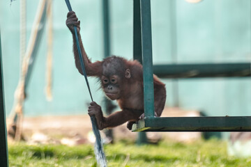 Orangutan child playing with swing and bungee rope in zoo. Apes animals, largest arboreal mammal with red fur