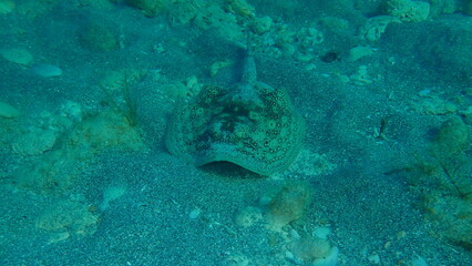 Fototapeta premium Yellow stingray (Urobatis jamaicensis) undersea, Atlantic Ocean, Cuba, Varadero