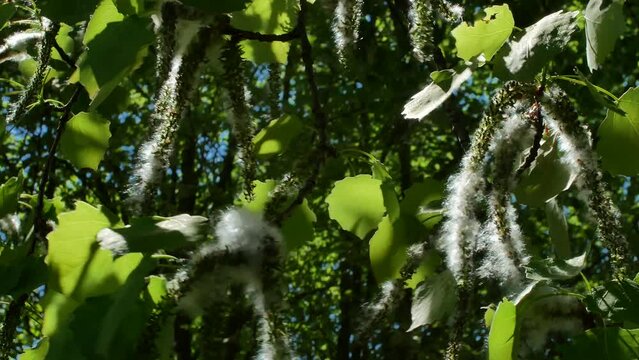poplar tree branches with seeds