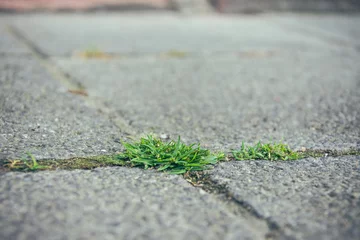 Fotobehang little weed on a street © funkenzauber