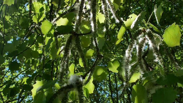 poplar tree branches with seeds