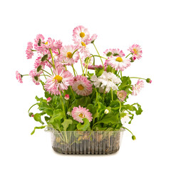 Bouquet of daisy flowers. A gift, a present from the garden to the family on the day of the event. Home decoration, interior design with your own hands. Plants from nature ecological in a vase.