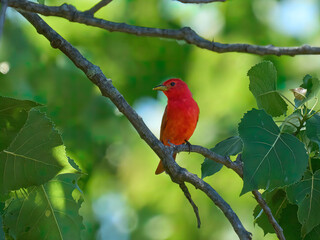 Summer Tanagers male red bird warbler
