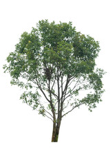 Obraz premium A single alive tree on the white background cutout, plant and nature concept for design