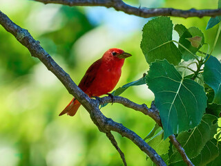Summer Tanagers male red bird warbler