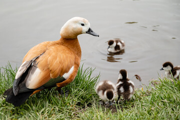 Obraz premium Ruddy shelduck (Tadorna ferruginea duck) with ducklings, close up