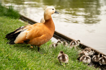 Ruddy shelduck (Tadorna ferruginea duck) with ducklings, close up