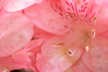 ピンクのつつじ【めしべ・おしべのアップ】