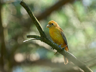  Summer Tanagers female yellow bird warbler