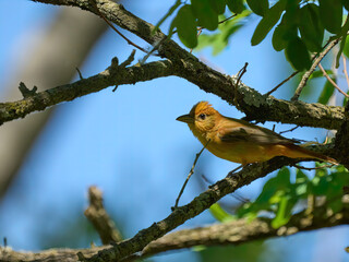 Summer Tanagers female orange bird warbler