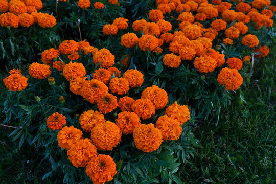 Orange marigold flowers (Tagetes erecta, Mexican marigold, Aztec marigold, African marigold)