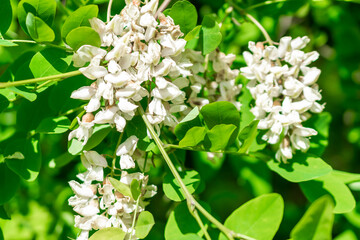 white acacia flowers on a background of green leaves