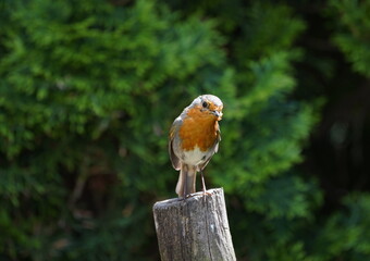 robin in the garden,rotkehlchen im garten