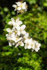 Branch with beautiful white Philadelphus lewisii jasmine flowers on blurred background of greenery in spring garden. Selective focus. Close-up. Nature concept for design