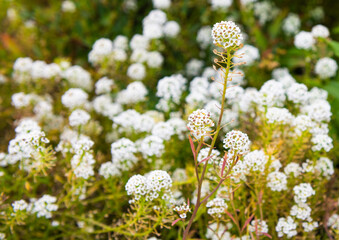 Obraz premium White flowers of Alyssum in autumn day 
