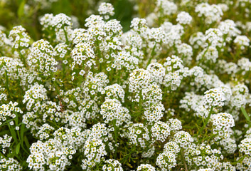 Obraz premium White flowers of Alyssum in autumn day 