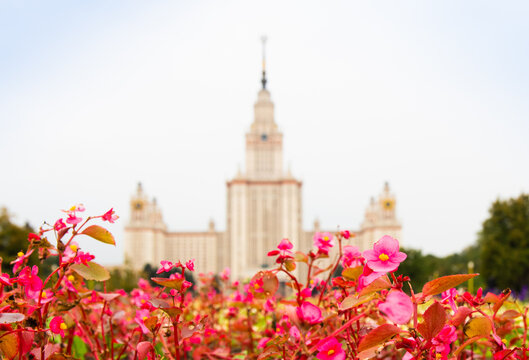 The main building of Lomonosov Moscow State University and pink flowers in autumn day. Moscow. Russia