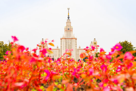 The main building of Lomonosov Moscow State University and pink flowers in autumn day. Moscow. Russia