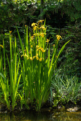 Yellow flowers of Iris pseudacorus (yellow flag, yellow iris) on bank of large garden pond. Blurred background. Selective focus. Landscape garden. Landscape for any wallpaper. There is space for text.