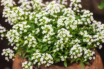 Lobularia in vase, small sweet alyssum flowers white, blooms in the garden in spring, dark, black background