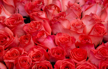 Pink romantic roses. Floral background with soft focus. Colorful rose wall background. bouquet