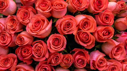 Bouquet of burgundy roses, flower buds as a background. Natural red roses background. Color of the holiday. Gift to a woman. Deep red color.