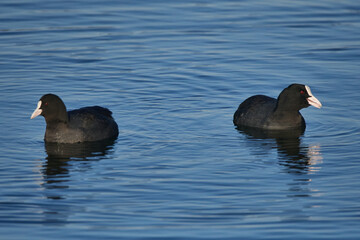 Blässhuhn Pärchen in der Morgensonne